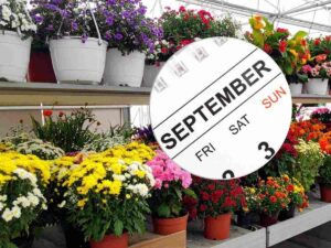 vivaio sullo sfondo e calendario di settembre in primo piano